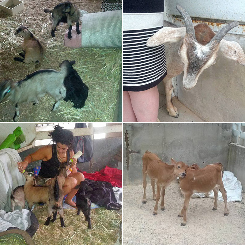 Classic Katering - Ponies, goats & calves